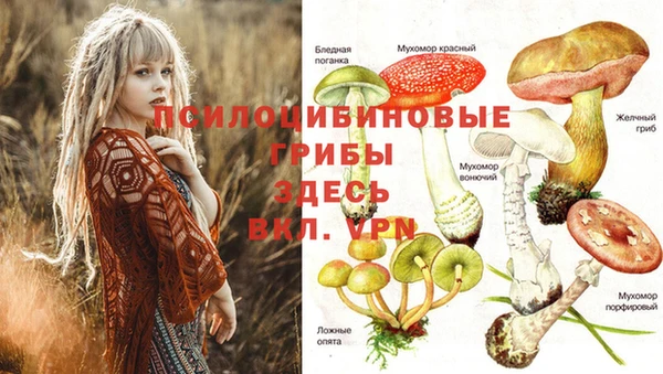 сатива Белокуриха